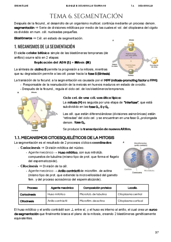 Miniatura del documento Tema-6-Segmentacion.pdf