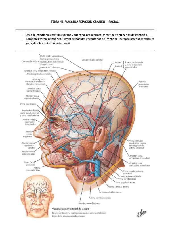 Miniatura del documento TEMA-43.pdf