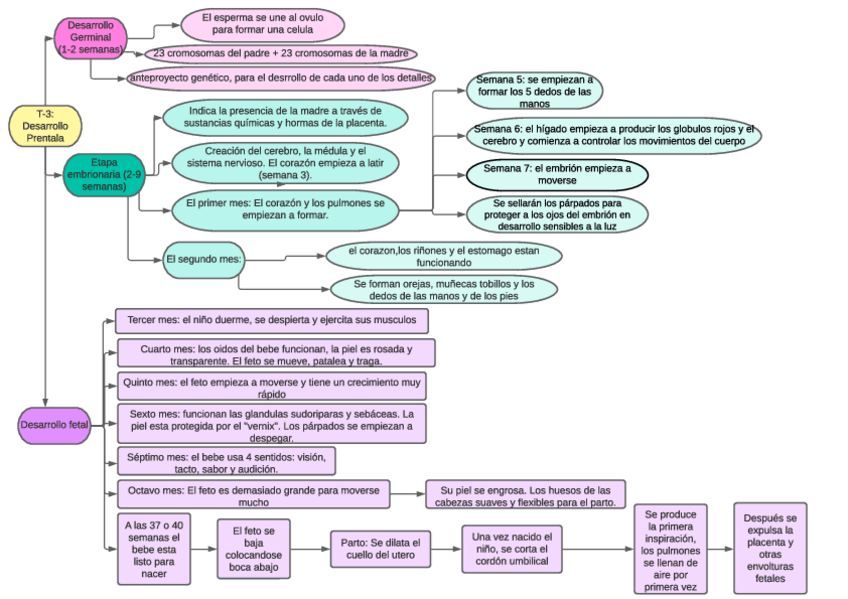 Miniatura del documento Mapa-Conceptual-Ta-3-Embarazo-y-desarrollo-prenatal.pdf