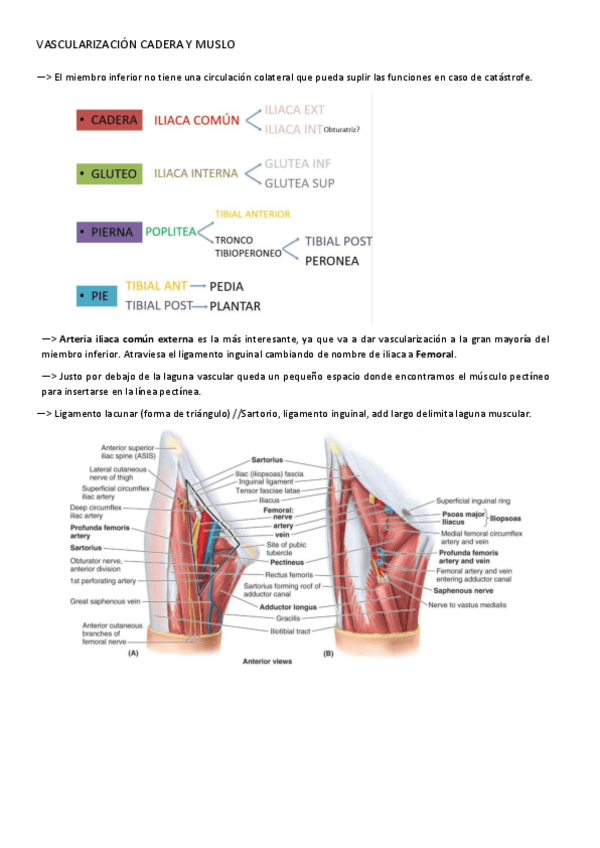 Miniatura del documento VASCULARIZACION-CADERA.pdf