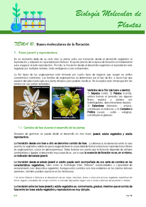 Miniatura del documento Tema-10-plantas.pdf