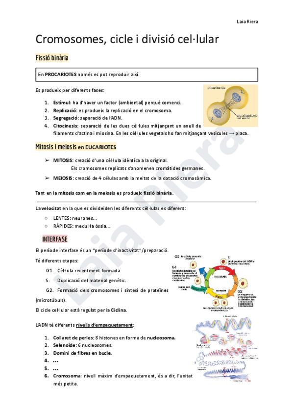Miniatura del documento Cromosomes-cicle-i-divisio-cellular.pdf