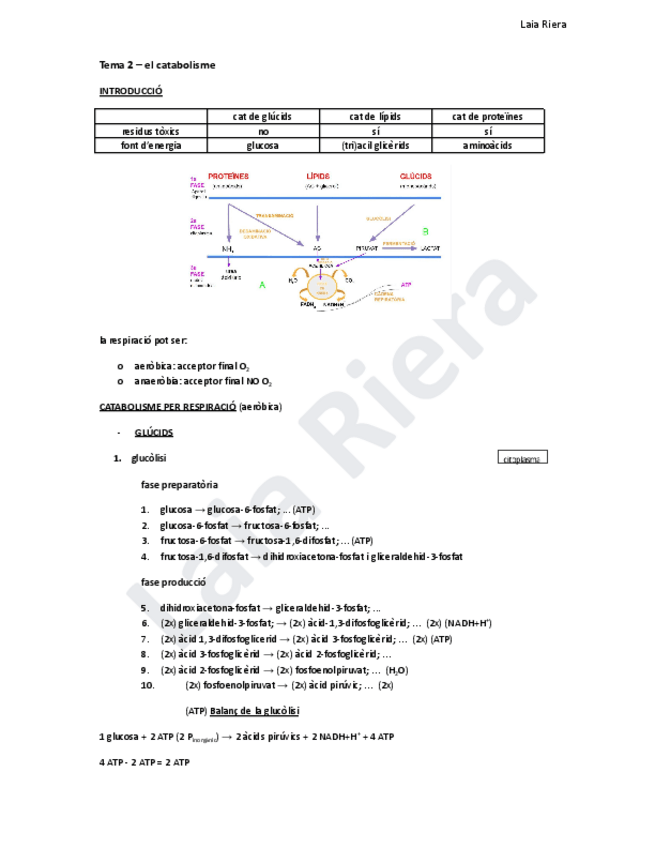 Miniatura del documento Cadena-respiratoria.pdf