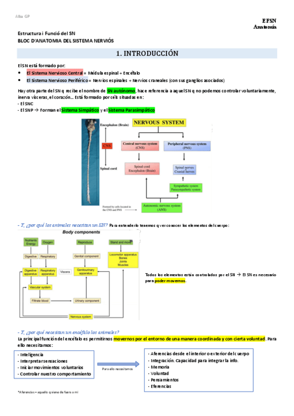 Miniatura del documento Bloque-Neuroanatomia-1r-parcial.pdf