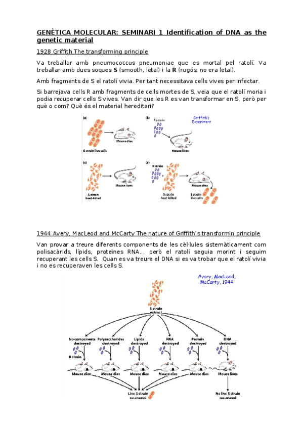 Miniatura del documento Genmol-seminari-1-apunts.docx