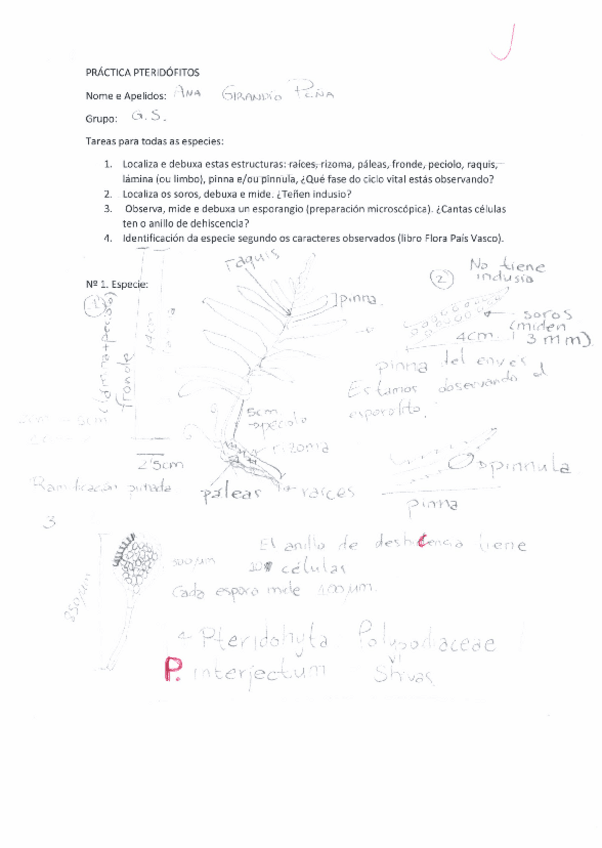 Miniatura del documento Practicas-Botanica-Pteridofitos.pdf