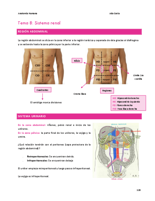 Miniatura del documento Tema-8-Anatomia-Humana.pdf