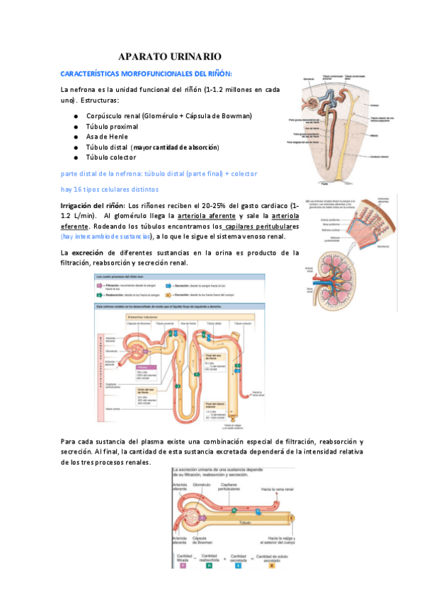Miniatura del documento APARATO-URINARIO.pdf