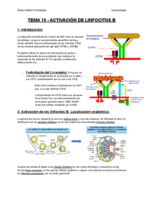 Miniatura del documento TEMA-19-ACTIVACION-DE-LINFOCITOS-B.pdf