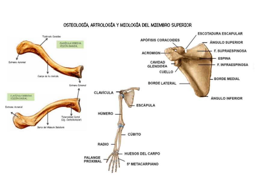Miniatura del documento LÁMINAS HUESOS Y ARTICULACIONES