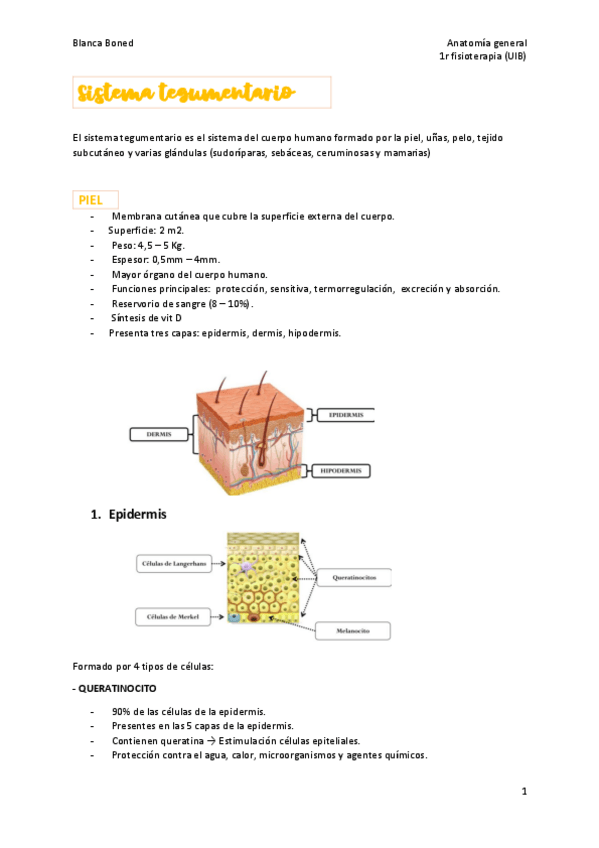 Miniatura del documento Sistema-tegumentario.pdf