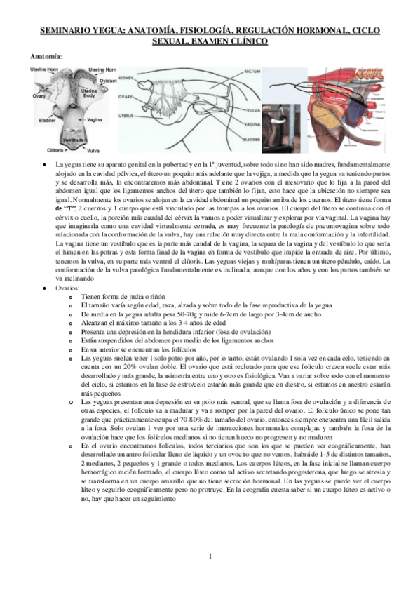 Miniatura del documento SEMINARIO-YEGUA.pdf