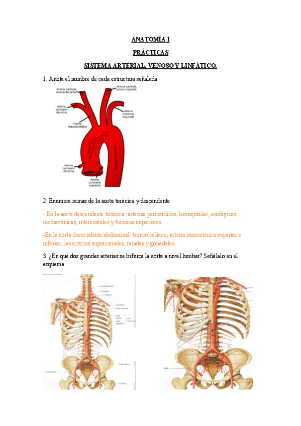 Miniatura del documento Practicas-arterias.pdf