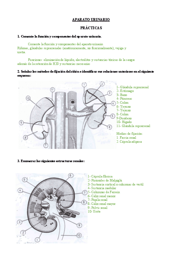 Miniatura del documento UROLOGIA.pdf