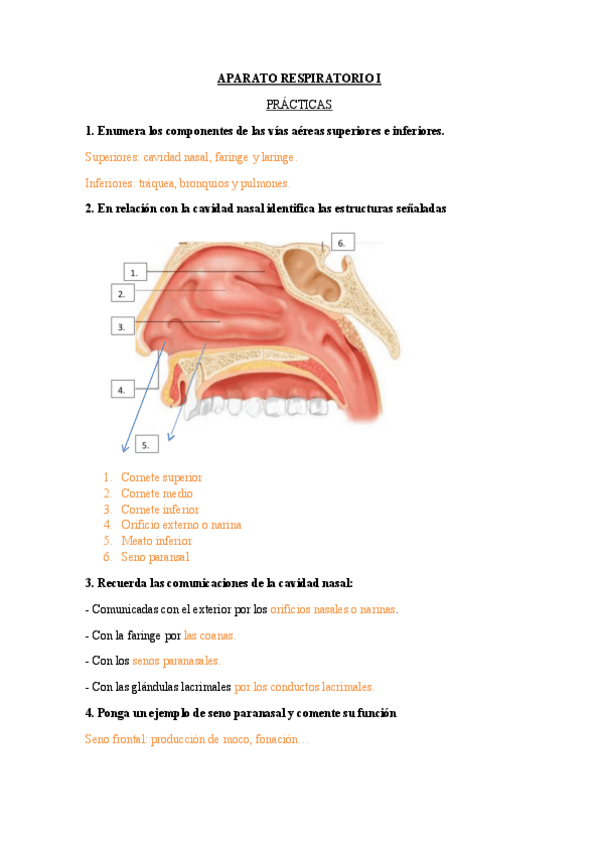 Miniatura del documento Practicas-respiratorio-.pdf