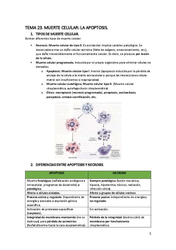 Miniatura del documento TEMA-23-Muerte-celular.pdf