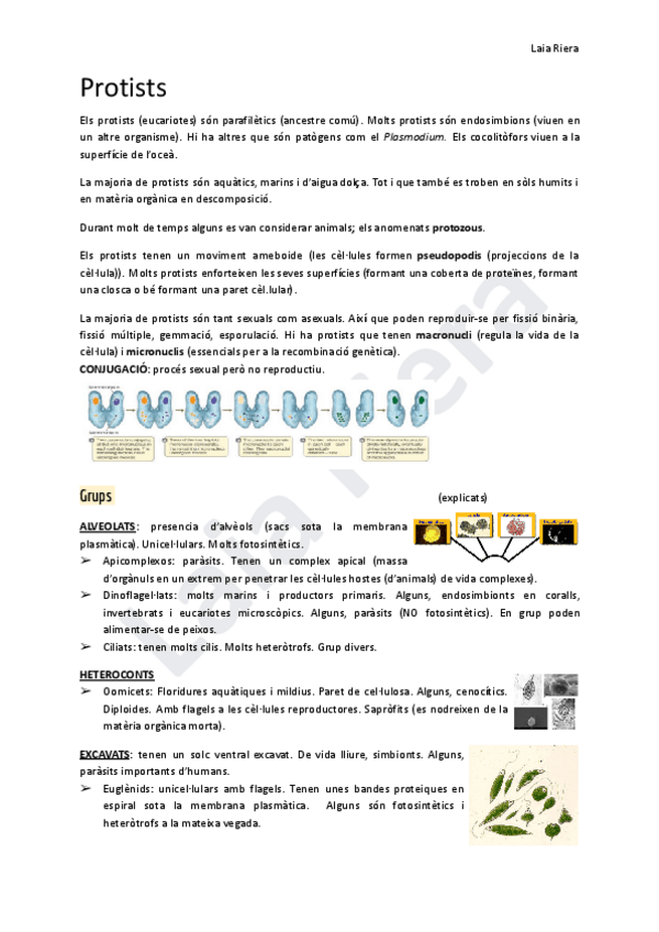 Miniatura del documento Tema-3-Protists.pdf
