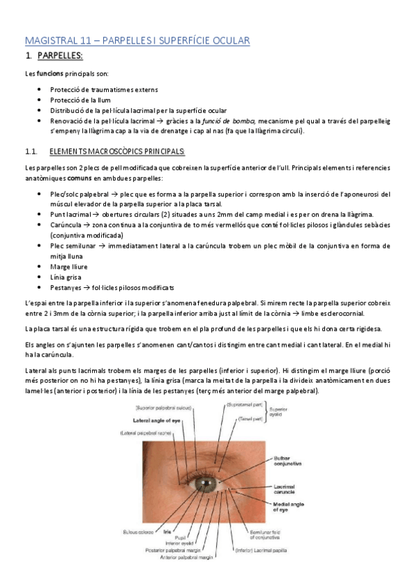 Miniatura del documento ACMAGISTRAL11catala.pdf