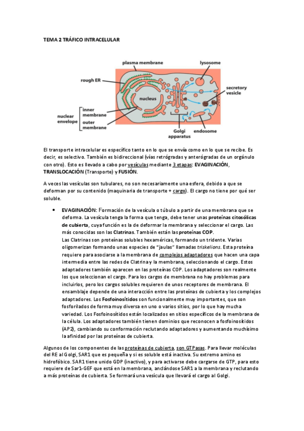 Miniatura del documento TEMA 2 TRÁFICO INTRACELULAR.pdf