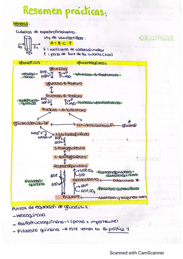 Miniatura del documento apuntes-practicas-bioquimica.pdf