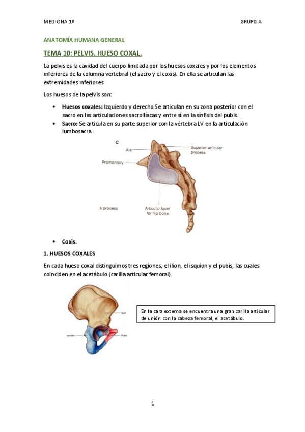 Miniatura del documento TEMA 10 - HUESO COXAL.pdf