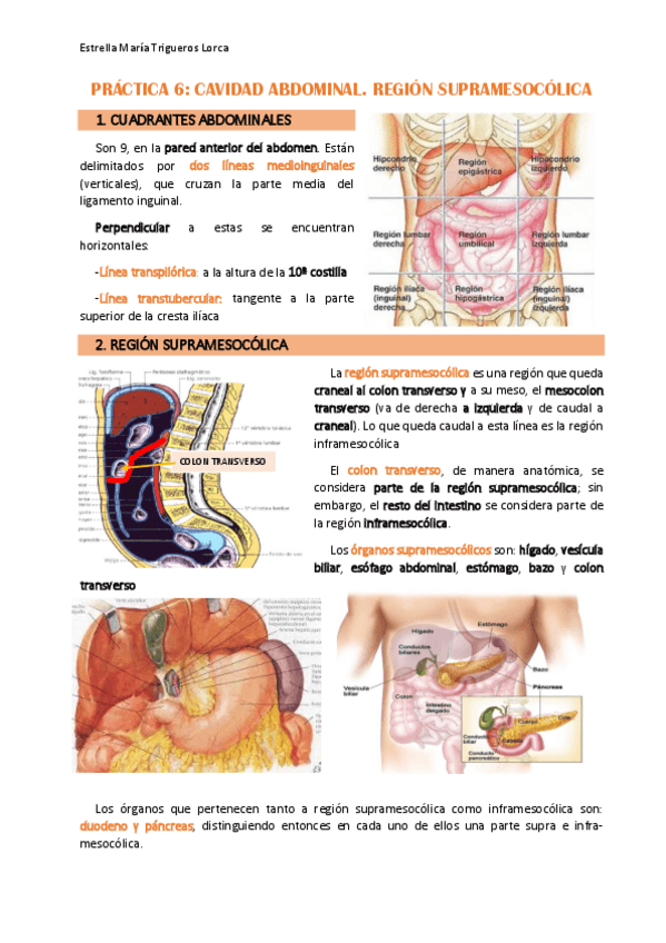 Miniatura del documento PRÁCTICA 6_ANATOMÍA III.pdf