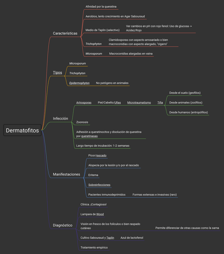 Miniatura del documento Dermatofitos-esquema.pdf