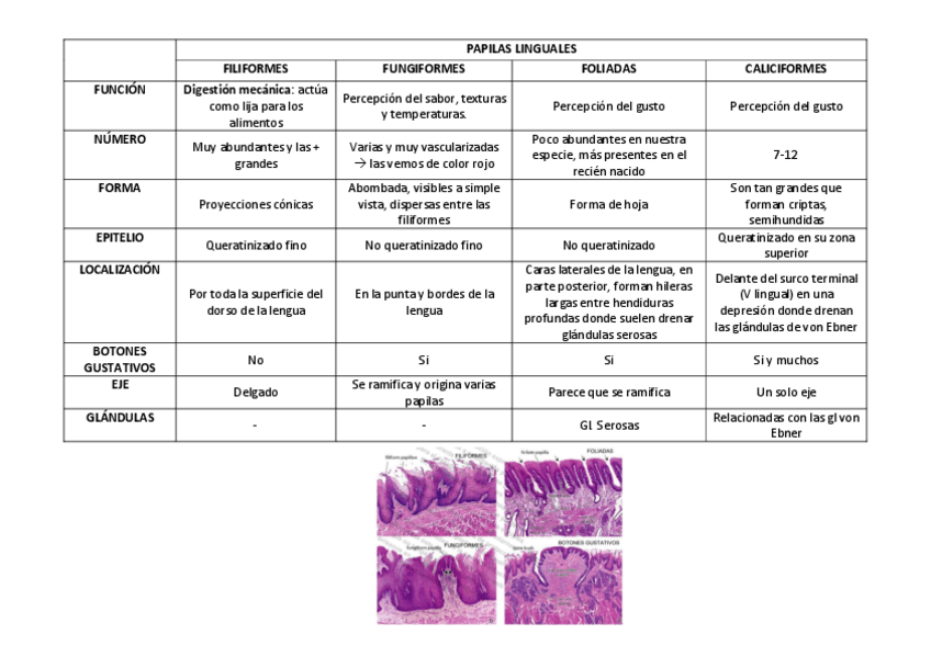 Miniatura del documento tabla-papilas-y-botones.pdf