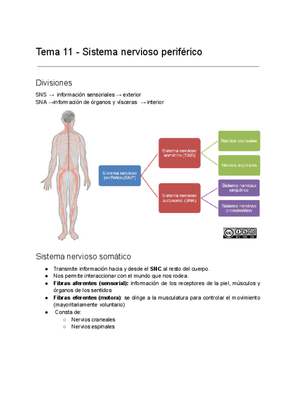 Miniatura del documento Fundamentos-biologicos-de-la-conducta-Tema-11.pdf