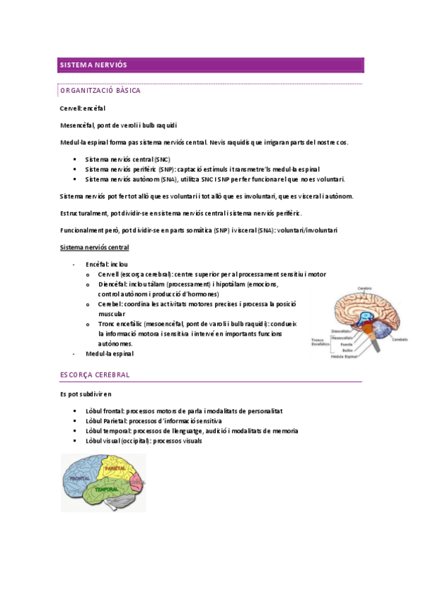 Miniatura del documento SISTEMA-NERVIOS.pdf