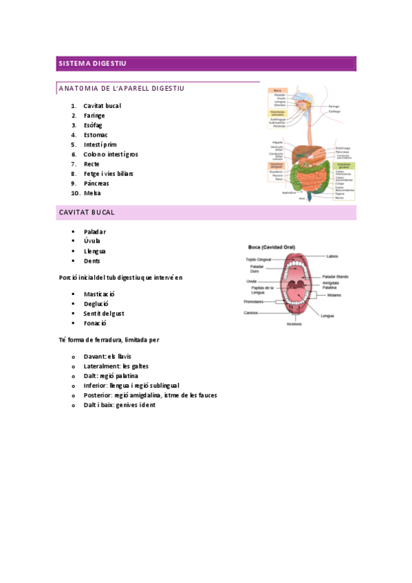 Miniatura del documento SISTEMA-DIGESTIU.pdf