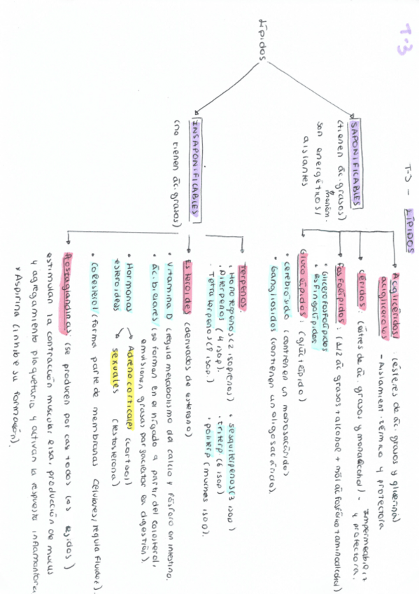 Miniatura del documento esuqema-T-3-lipidos.pdf