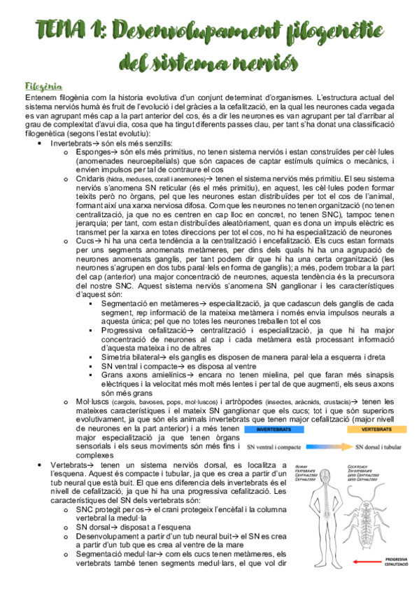 Miniatura del documento Neuroanatomia-TOTA-la-TEORIA.pdf
