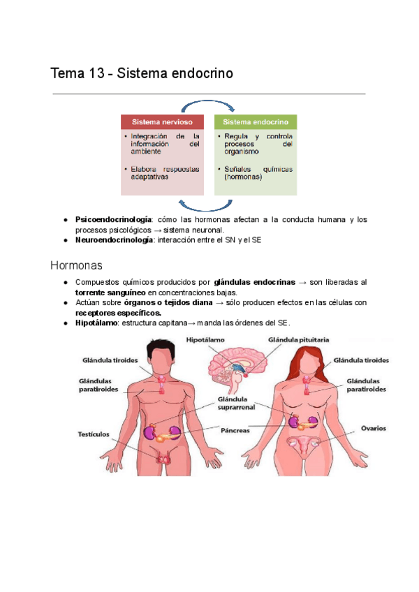 Miniatura del documento Fundamentos-biologicos-de-la-conducta-Tema-13.pdf