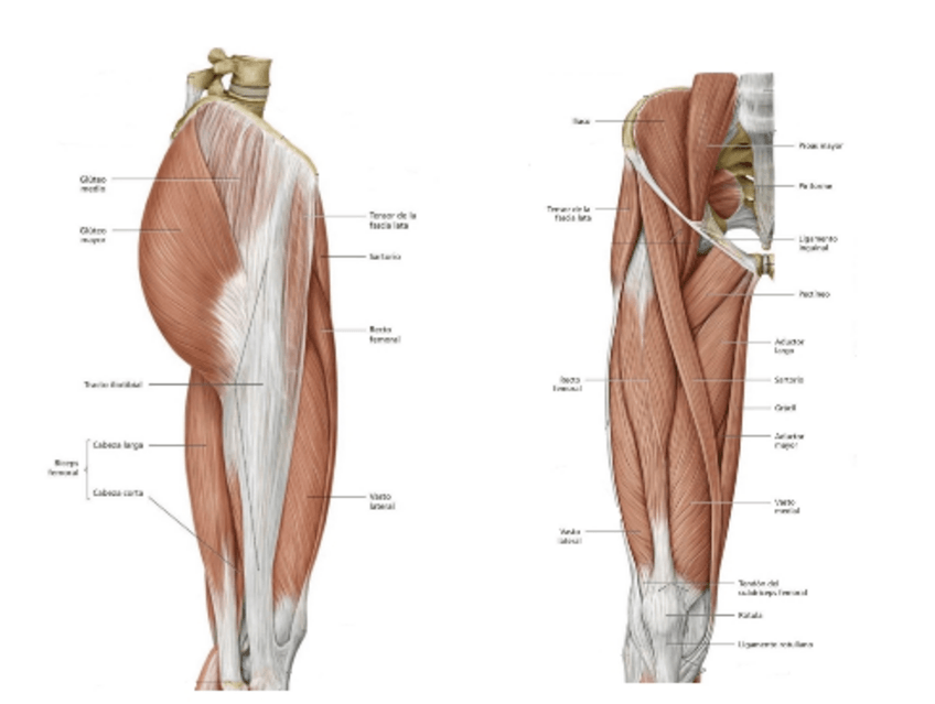 Miniatura del documento MIOLOGIA-MI-PROMETHEUSS.pdf