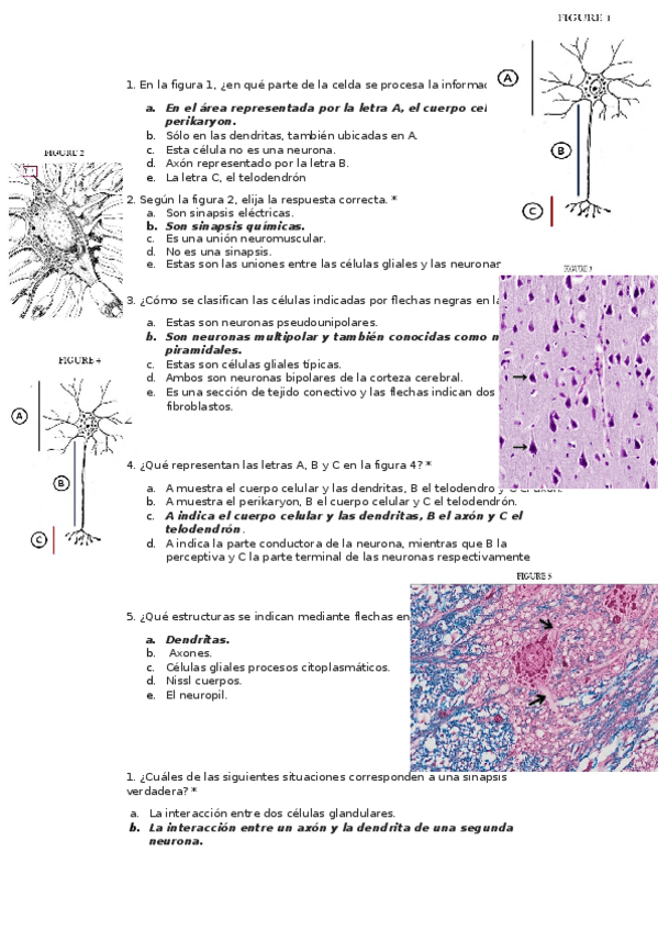 Miniatura del documento Histologia test.docx