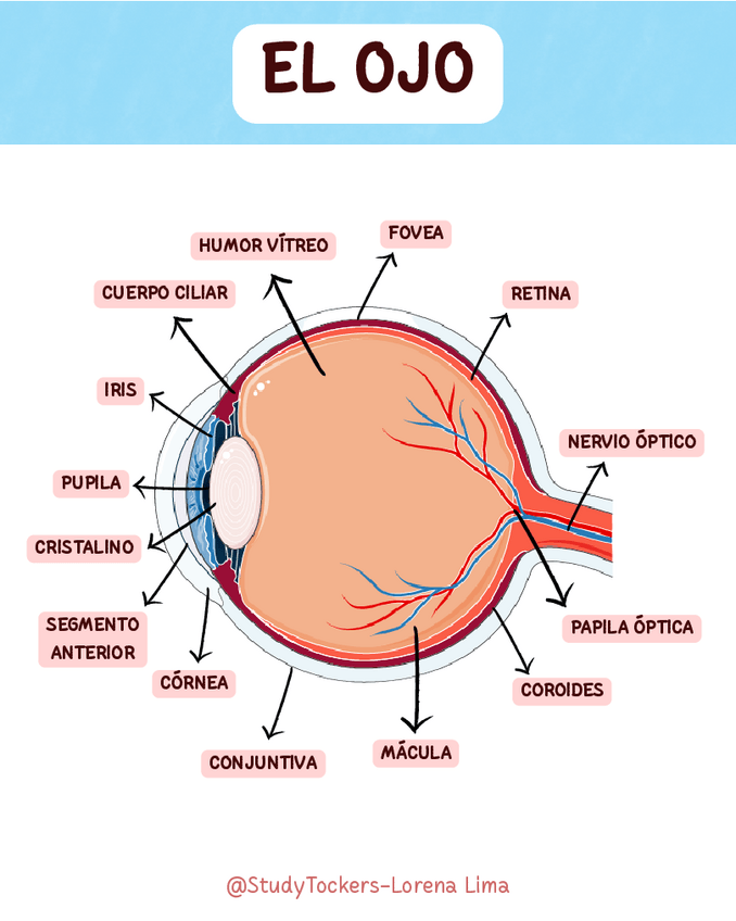 Miniatura del documento FICHA-DE-ESTUDIO-EL-OJO.pdf