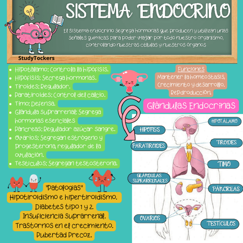 Miniatura del documento SISTEMA ENDOCRINO ILUSTRACIÓN