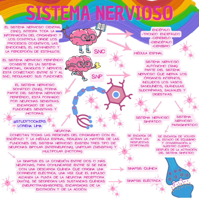 Miniatura del documento SISTEMA NERVIOSO ILUSTRACIÓN