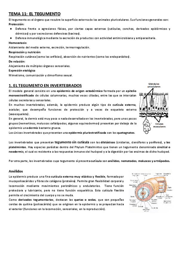 Miniatura del documento Tema-11-Tegumento.pdf