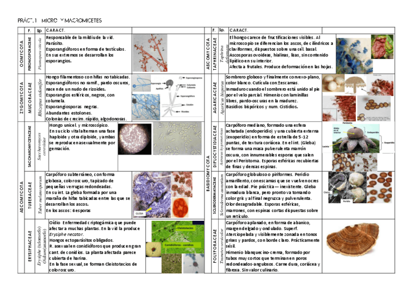 Miniatura del documento Tablas-Practicas-1-y-2-Bot-I.pdf