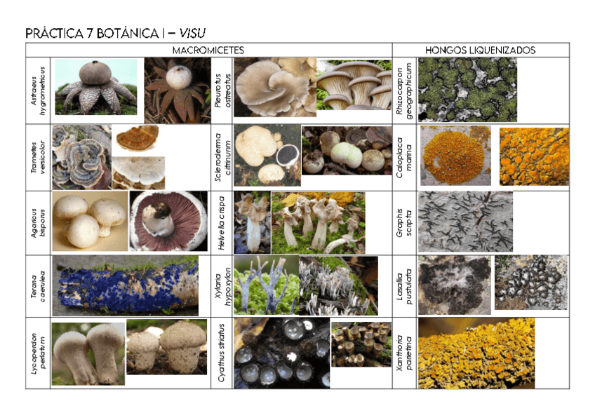 Miniatura del documento Tablas-Practica-7-Visu.pdf