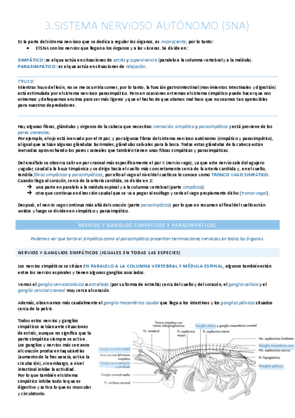 Miniatura del documento Sistema nervioso autónomo y periférico