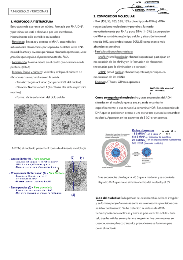 Miniatura del documento 7.pdf