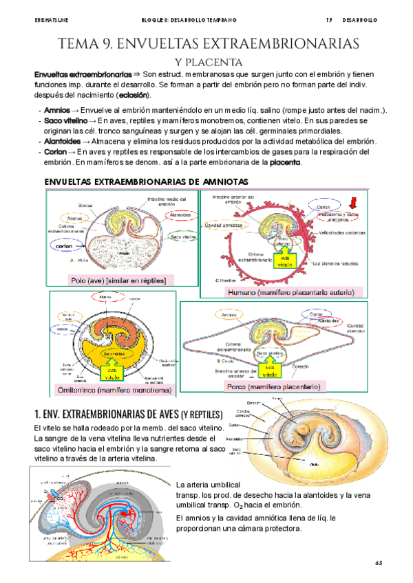 Miniatura del documento Tema-9-Envueltas-embrionarias.pdf
