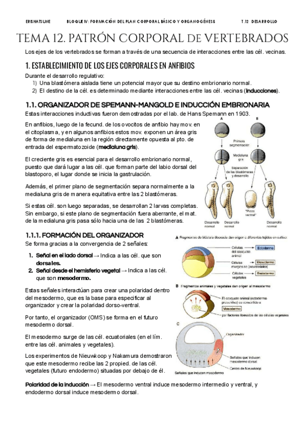 Miniatura del documento Tema-12-Patron-corporal-del-vertebrados.pdf