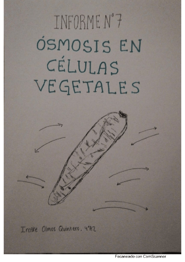 Miniatura del documento OSMOSIS-EN-CELULAS-VEGETALESIRATXE-OLMOS.pdf
