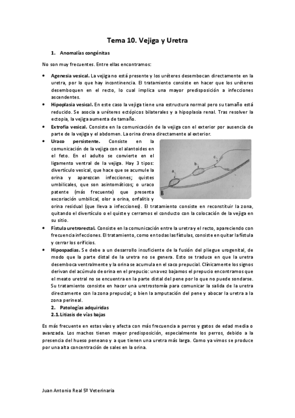 Miniatura del documento Tema-10.pdf
