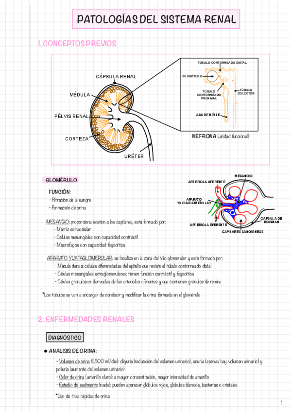 Miniatura del documento TEMA 4-Sistema renal.pdf