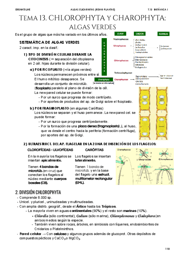 Miniatura del documento Tema-13-Chlorophyta-y-Charophyta.pdf